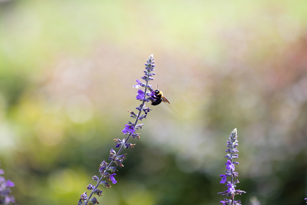 ラベンダーとクマンバチ