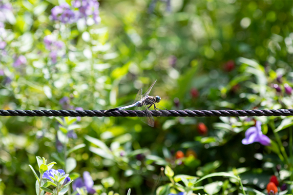 シオカラトンボ(メス)