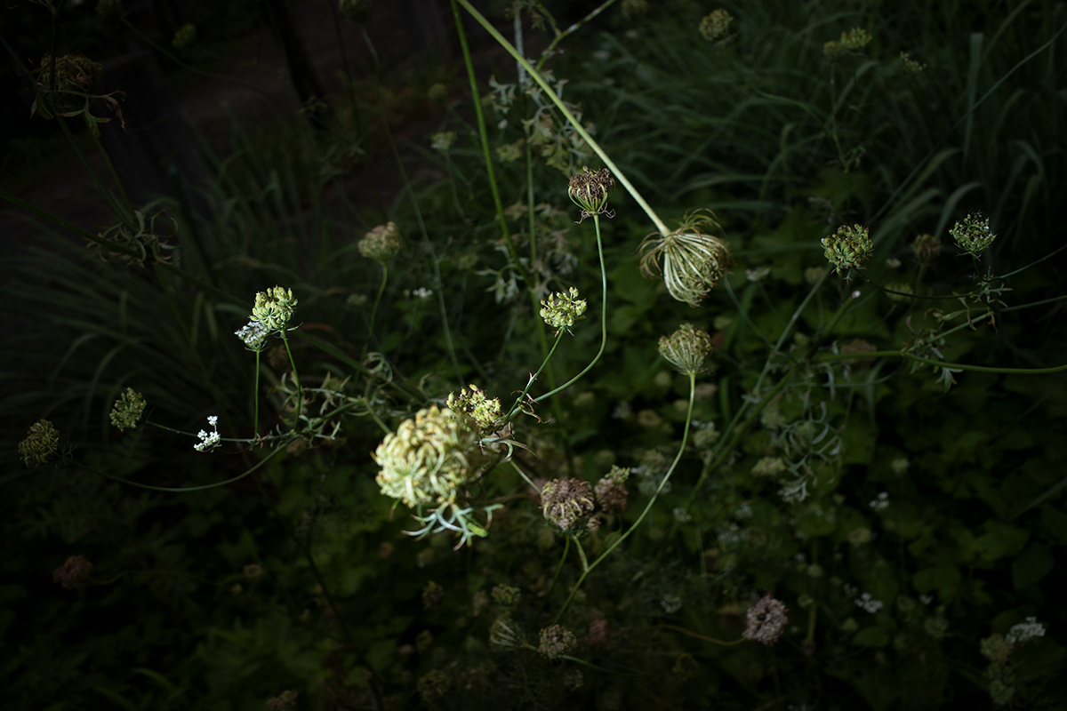 スポットつぼみ