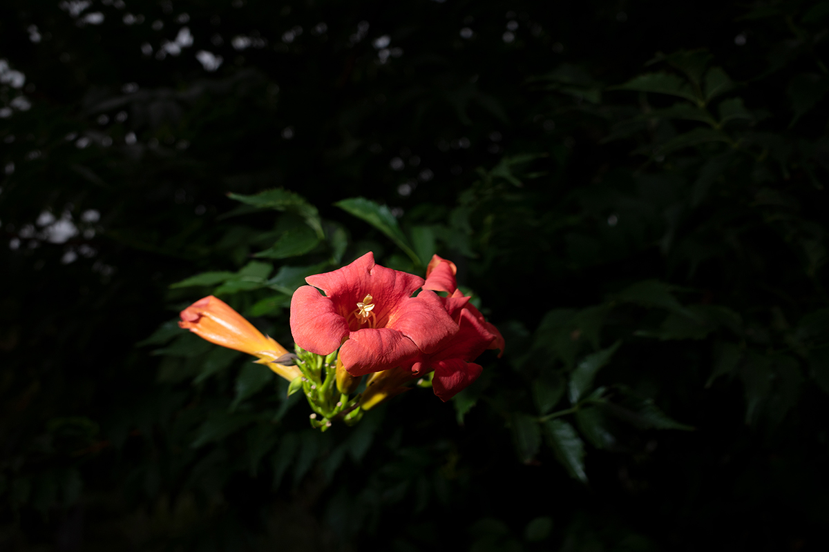 スポット センターに花