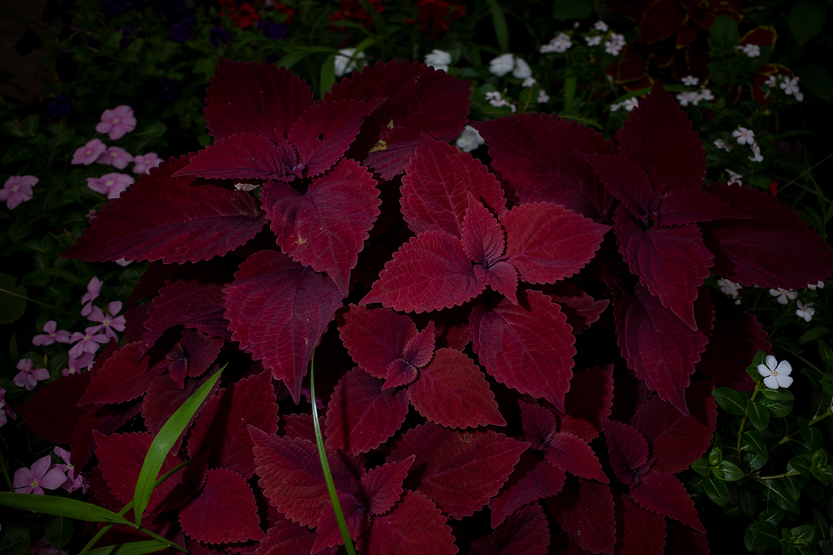 艶やかな光を他のものに当てる