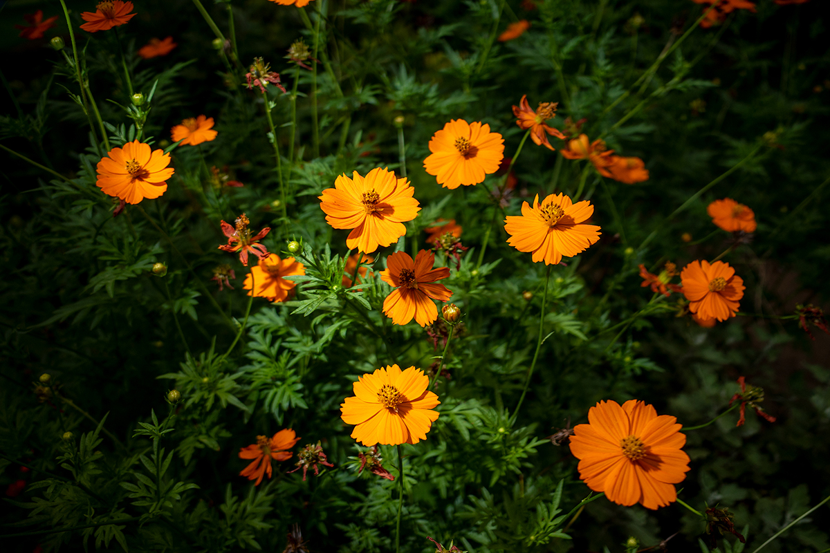 キバナコスモス