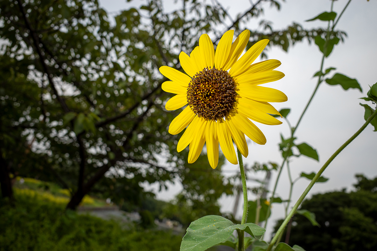ひまわり2日中シンクロ