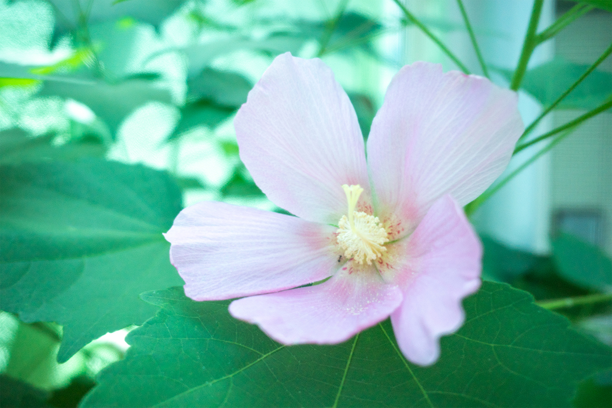 なついろパンチ！#2