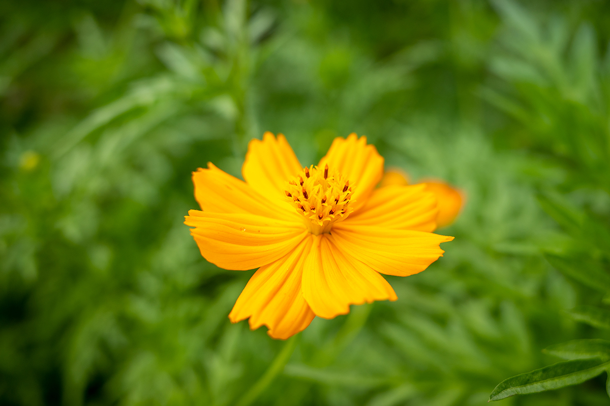 アルプスパンチ！#7