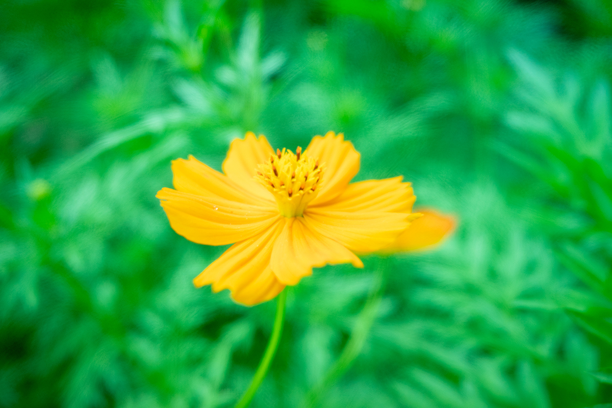 なついろパンチ！#11