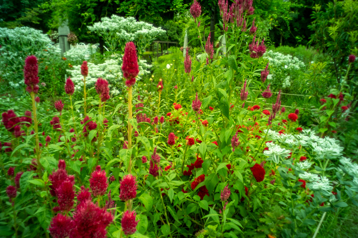 アルプスパンチ！#10