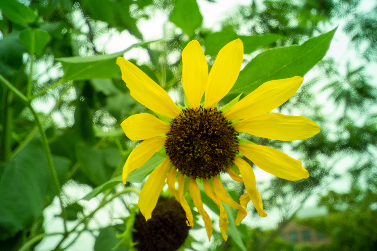 アルプスパンチ！#12