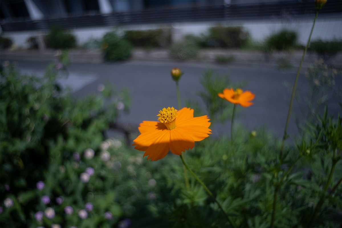 キバナコスモス