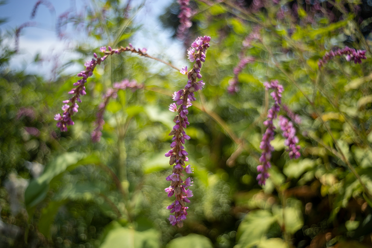 アメジストセージ