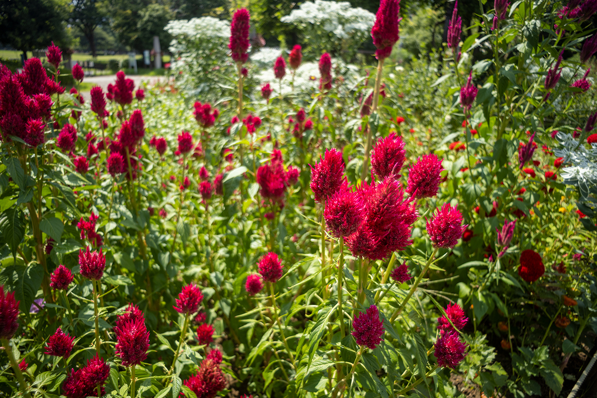 ベニバナツメクサ