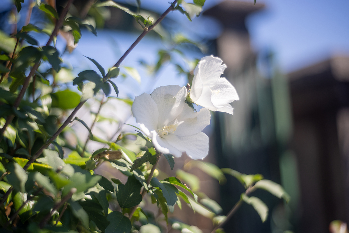 ハイビスカス #1