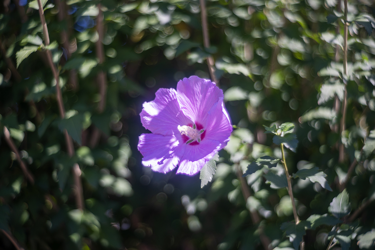 ハイビスカス #2