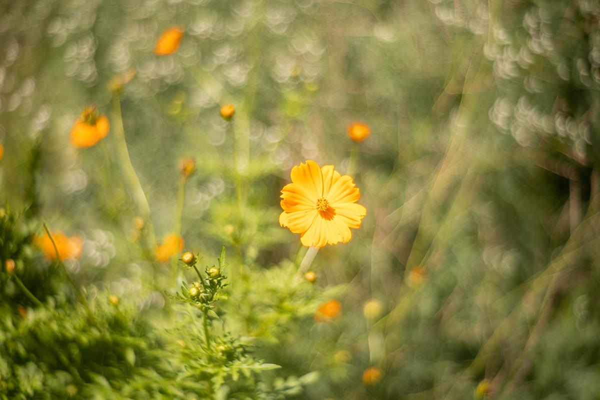 キバナコスモス