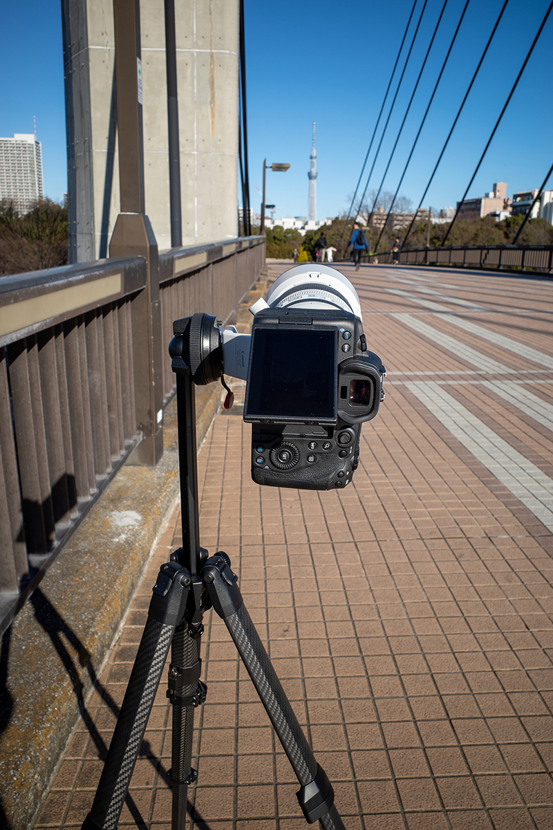 木場公園からスカイツリーを望む