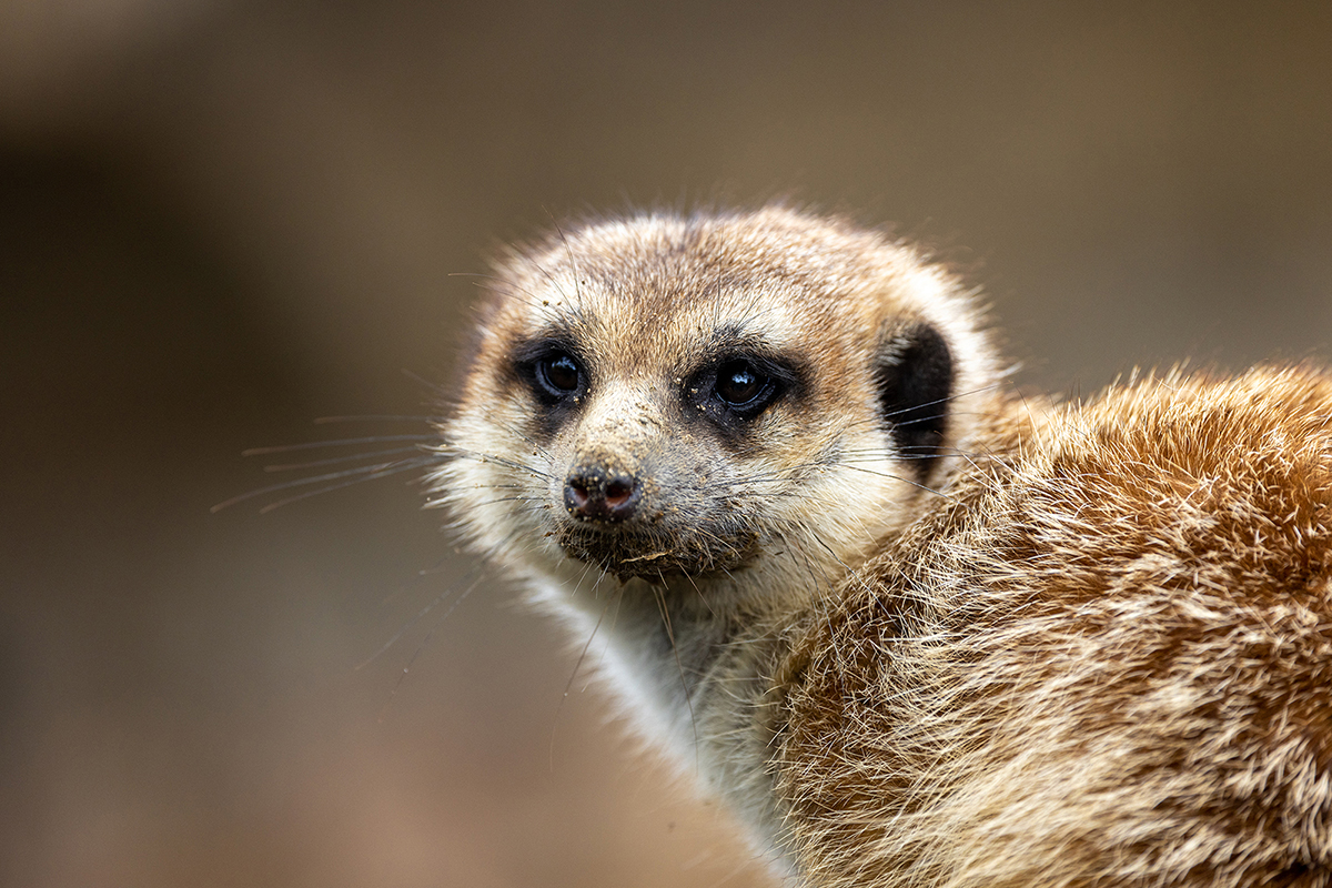 ミーヤキャット