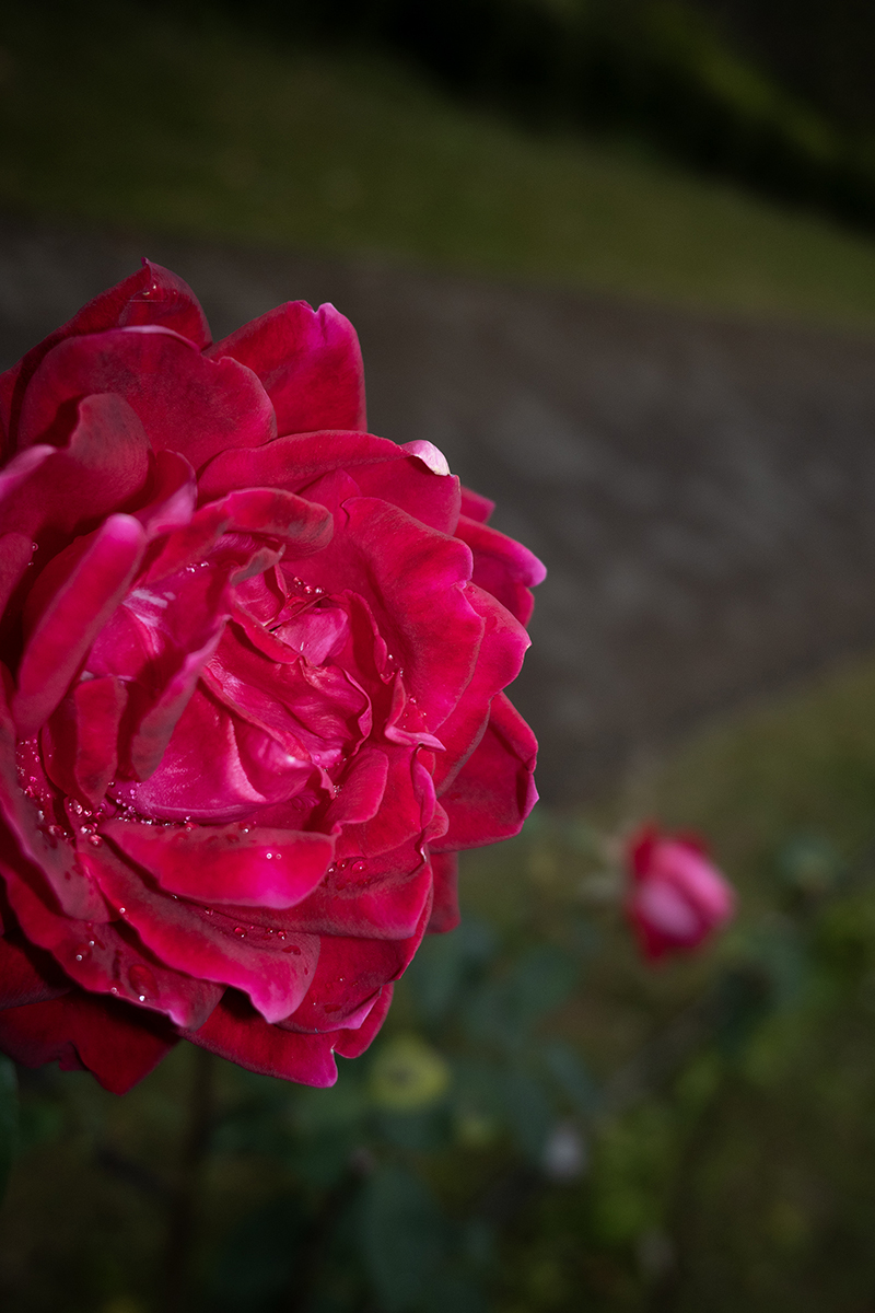 RICOH GR 薔薇